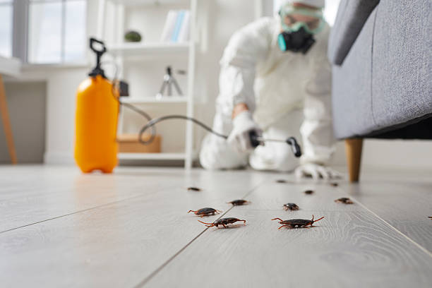 Post-Treatment Bed Bug Interceptor Monitoring in Lamoni